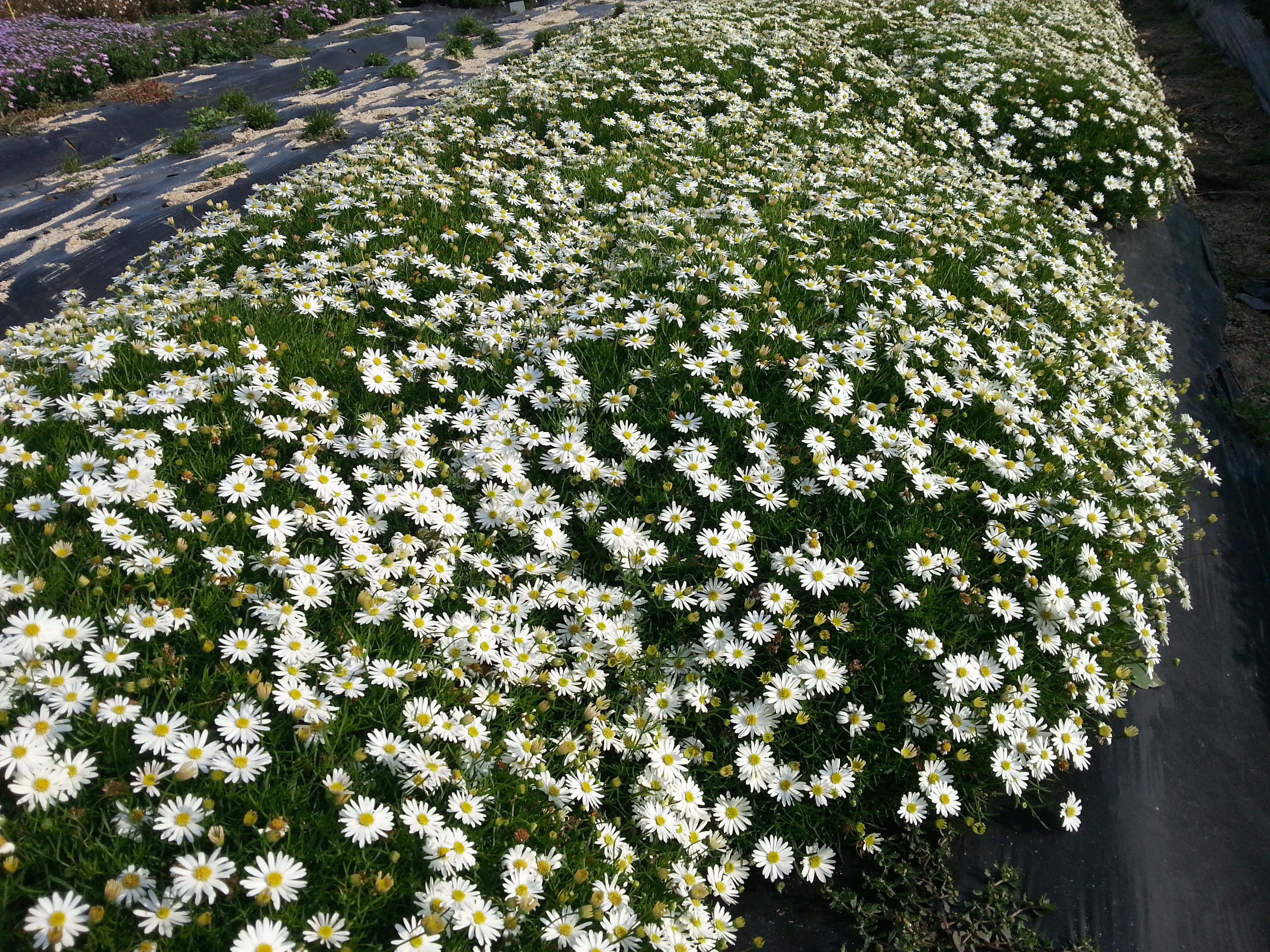 Brachyscome multifida ‘Big White’